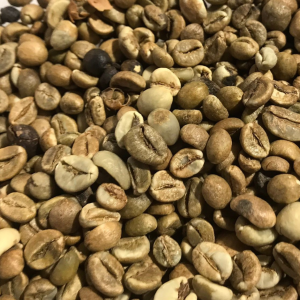 Uganda Robusta