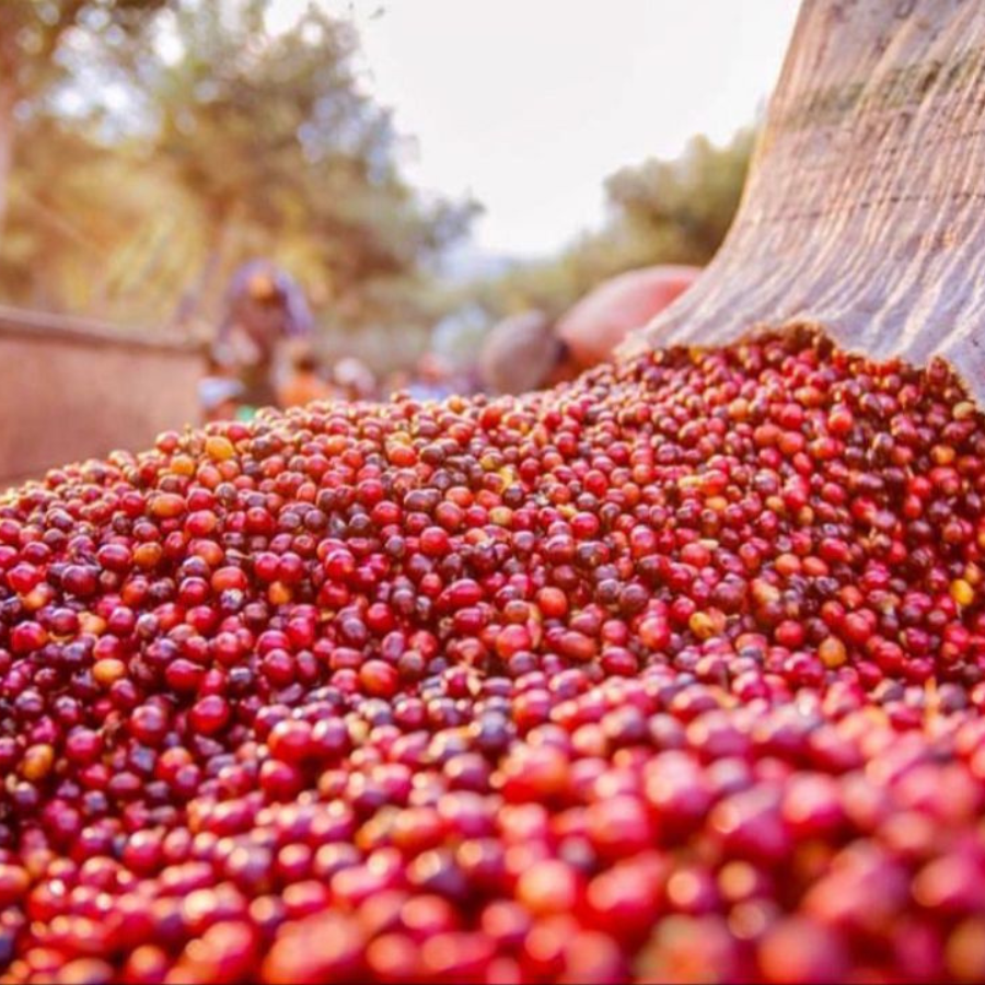 green coffee experts in london.png 1