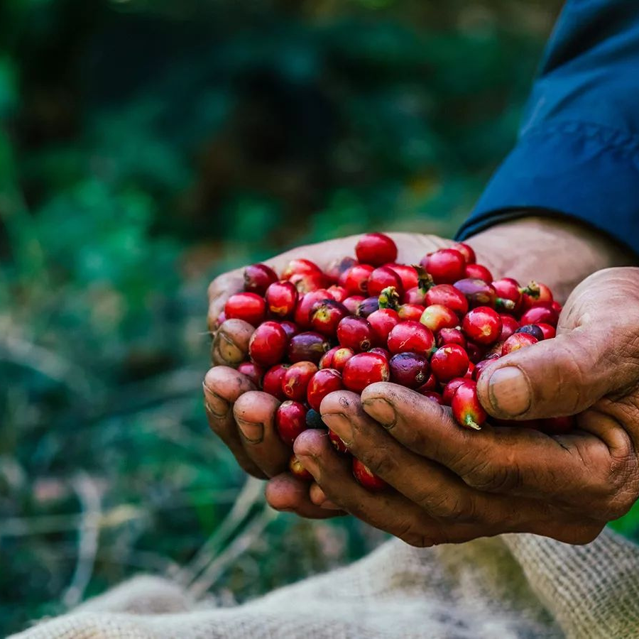 green coffee experts in london.pngb 2